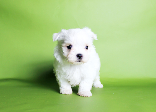 ブリーダー直接販売のマルチーズの子犬