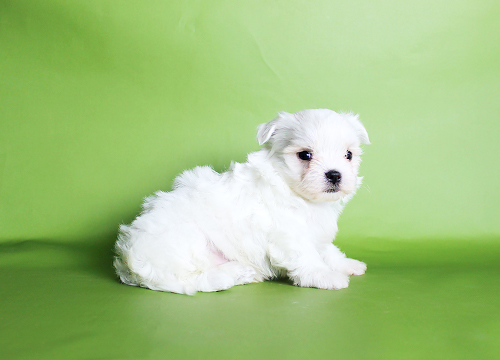 ブリーダー直接販売のマルチーズの子犬