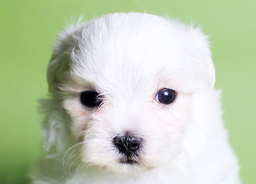 ブリーダー直接販売のマルチーズの子犬
