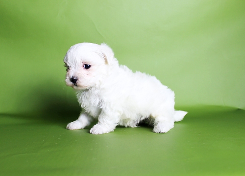 ブリーダー直接販売のマルチーズの子犬