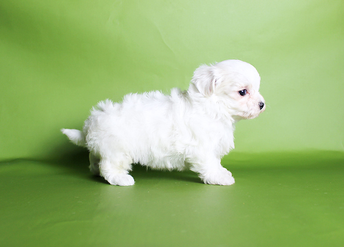 ブリーダー直接販売のマルチーズの子犬