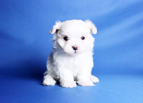 ブリーダー直接販売のマルチーズの子犬