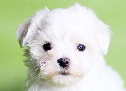 ブリーダー直接販売のマルチーズの子犬