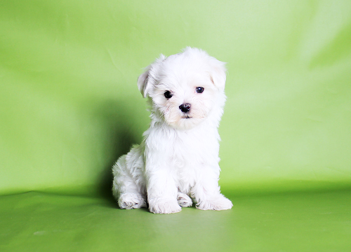 ブリーダー直接販売のマルチーズの子犬