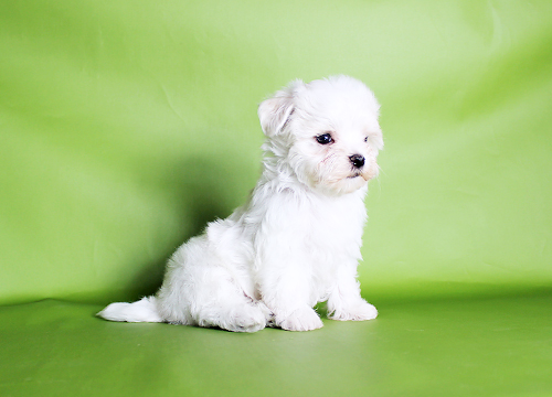 ブリーダー直接販売のマルチーズの子犬