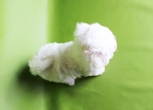 ブリーダー直接販売のマルチーズの子犬