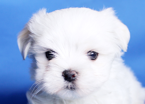 ブリーダー直接販売のマルチーズの子犬