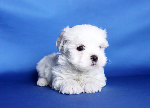 ブリーダー直接販売のマルチーズの子犬