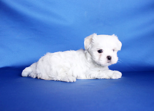 ブリーダー直接販売のマルチーズの子犬