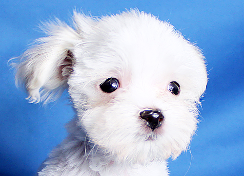 ブリーダー直接販売のマルチーズの子犬