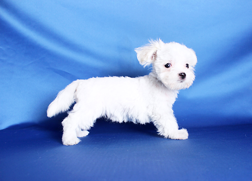 ブリーダー直接販売のマルチーズの子犬