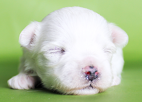 ブリーダー直接販売のマルチーズの子犬