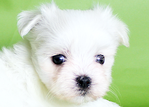 ブリーダー直接販売のマルチーズの子犬