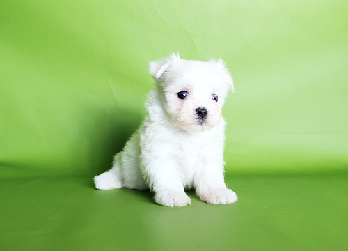 ブリーダー直接販売のマルチーズの子犬