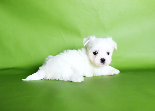 ブリーダー直接販売のマルチーズの子犬