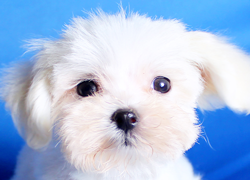 ブリーダー直接販売のマルチーズの子犬
