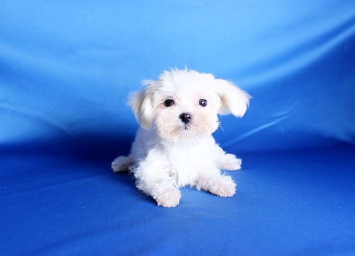 ブリーダー直接販売のマルチーズの子犬