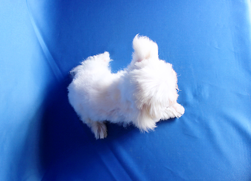 ブリーダー直接販売のマルチーズの子犬
