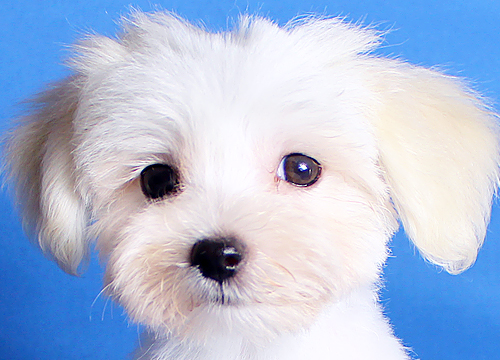 ブリーダー直接販売のマルチーズの子犬