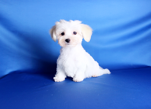 ブリーダー直接販売のマルチーズの子犬