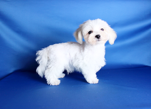 ブリーダー直接販売のマルチーズの子犬