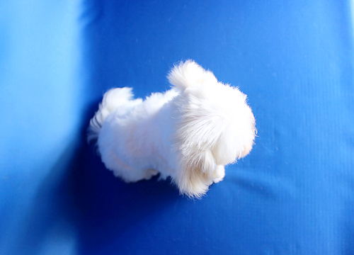 ブリーダー直接販売のマルチーズの子犬