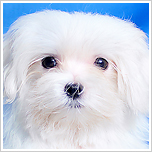 ブリーダー直接販売のマルチーズの子犬