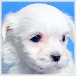 ブリーダー直接販売のマルチーズの子犬