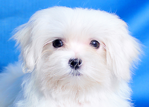 ブリーダー直接販売のマルチーズの子犬