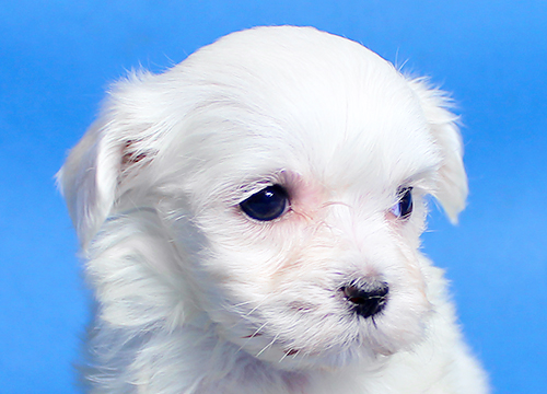 ブリーダー直接販売のマルチーズの子犬