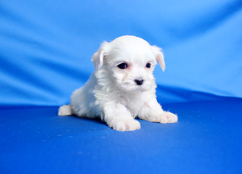 ブリーダー直接販売のマルチーズの子犬