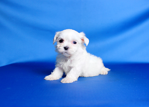 ブリーダー直接販売のマルチーズの子犬