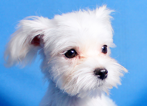ブリーダー直接販売のマルチーズの子犬