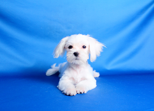 ブリーダー直接販売のマルチーズの子犬