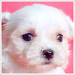 ブリーダー直接販売のマルチーズの子犬