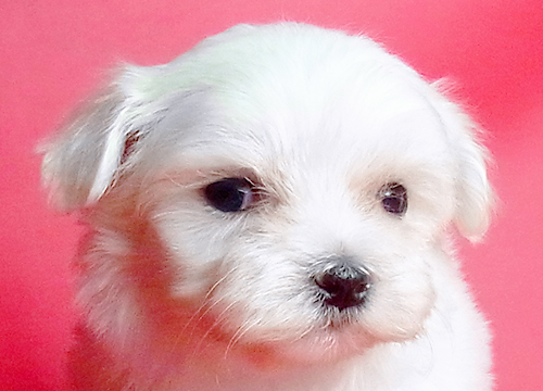 ブリーダー直接販売のマルチーズの子犬