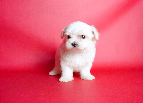 ブリーダー直接販売のマルチーズの子犬