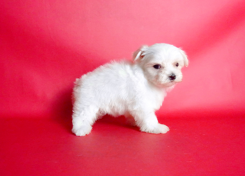 ブリーダー直接販売のマルチーズの子犬