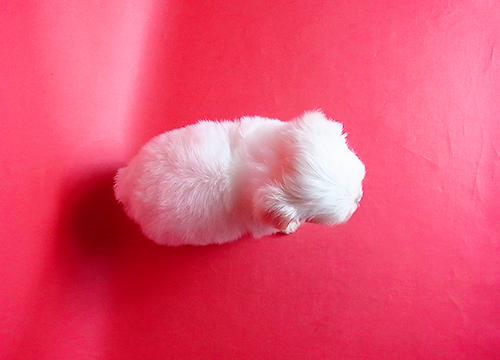 ブリーダー直接販売のマルチーズの子犬
