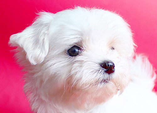 ブリーダー直接販売のマルチーズの子犬