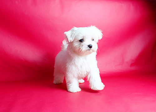 ブリーダー直接販売のマルチーズの子犬