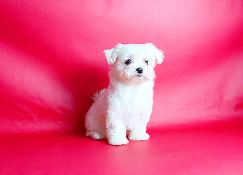 ブリーダー直接販売のマルチーズの子犬
