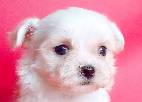 ブリーダー直接販売のマルチーズの子犬