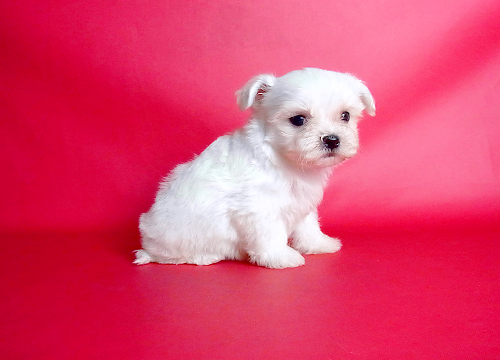 ブリーダー直接販売のマルチーズの子犬
