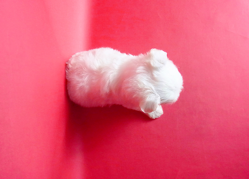 ブリーダー直接販売のマルチーズの子犬
