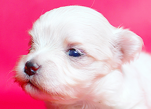 ブリーダー直接販売のマルチーズの子犬