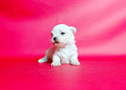 ブリーダー直接販売のマルチーズの子犬