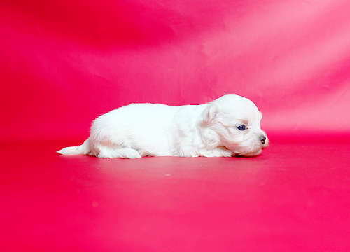 ブリーダー直接販売のマルチーズの子犬