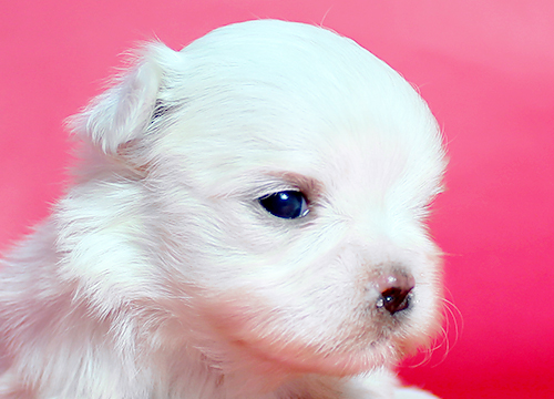 ブリーダー直接販売のマルチーズの子犬