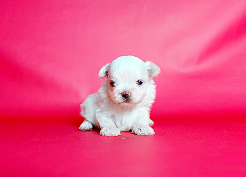 ブリーダー直接販売のマルチーズの子犬